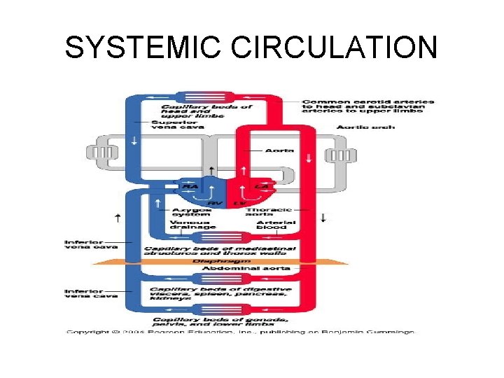 SYSTEMIC CIRCULATION 