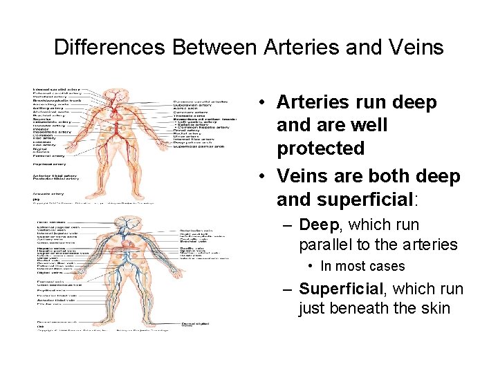 Differences Between Arteries and Veins • Arteries run deep and are well protected •