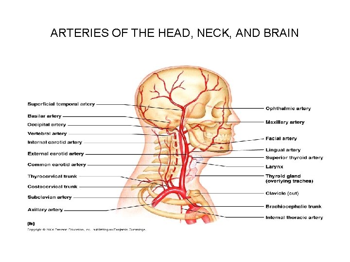 ARTERIES OF THE HEAD, NECK, AND BRAIN 