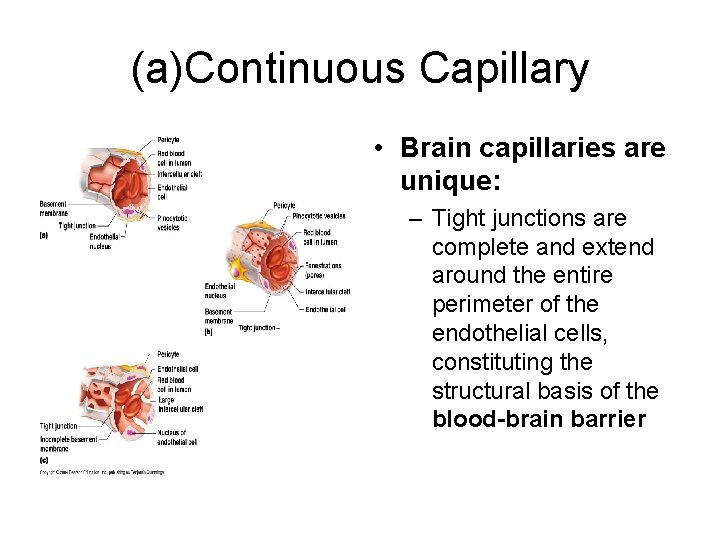 (a)Continuous Capillary • Brain capillaries are unique: – Tight junctions are complete and extend