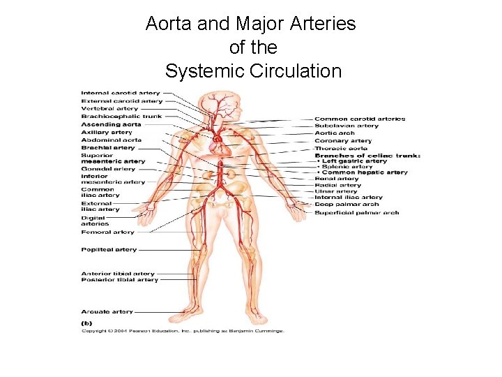 Aorta and Major Arteries of the Systemic Circulation 