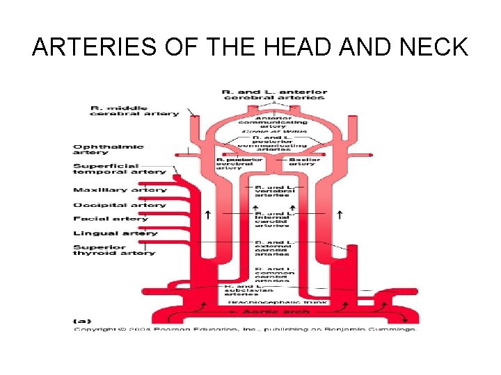 ARTERIES OF THE HEAD AND NECK 