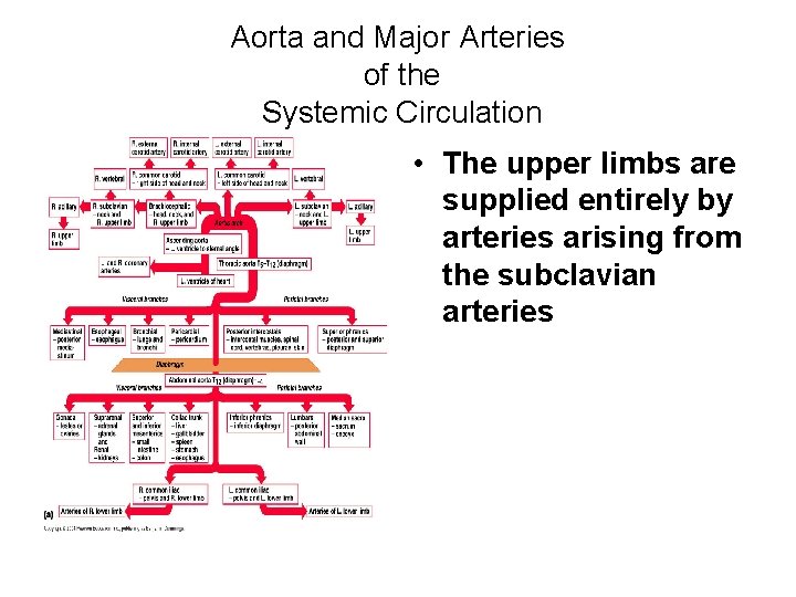 Aorta and Major Arteries of the Systemic Circulation • The upper limbs are supplied