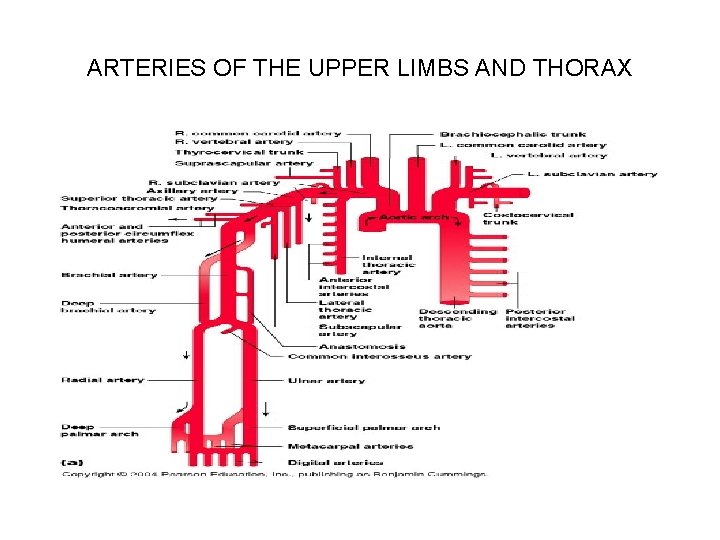 ARTERIES OF THE UPPER LIMBS AND THORAX 