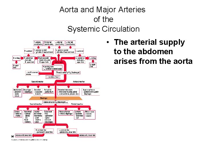 Aorta and Major Arteries of the Systemic Circulation • The arterial supply to the