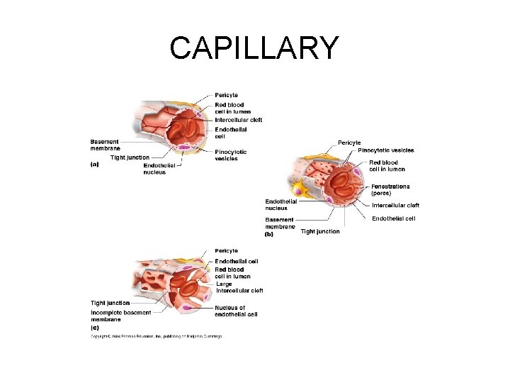 CAPILLARY 