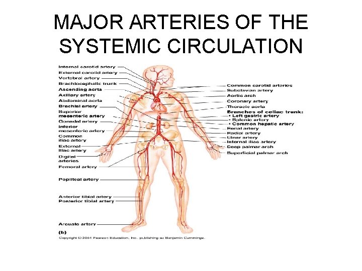 MAJOR ARTERIES OF THE SYSTEMIC CIRCULATION 