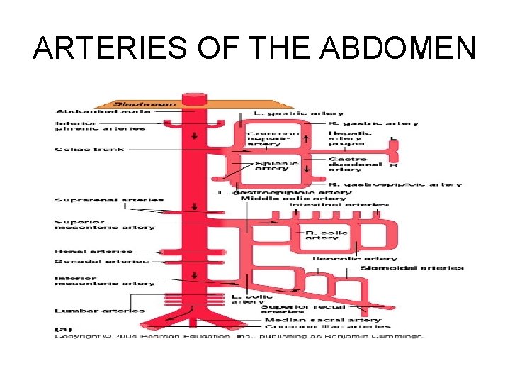 ARTERIES OF THE ABDOMEN 