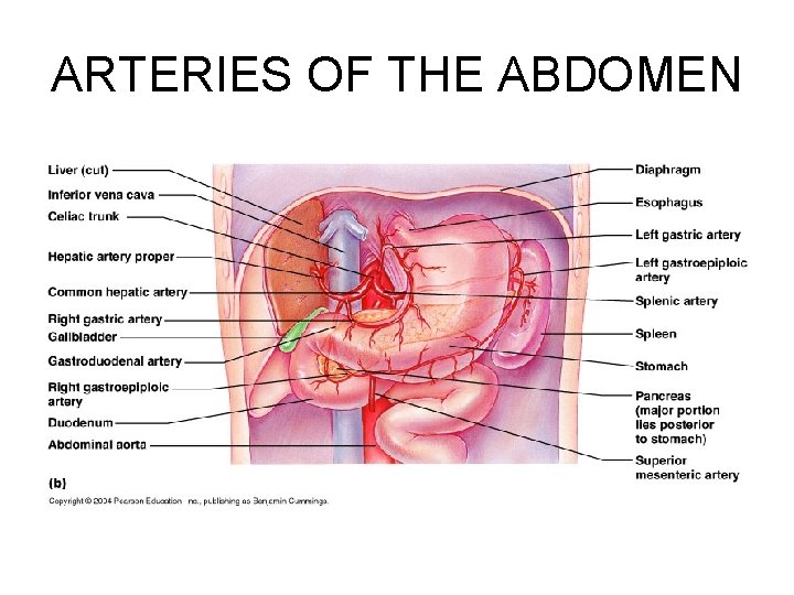 ARTERIES OF THE ABDOMEN 