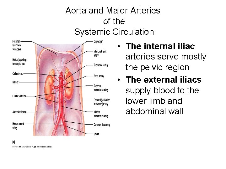 Aorta and Major Arteries of the Systemic Circulation • The internal iliac arteries serve