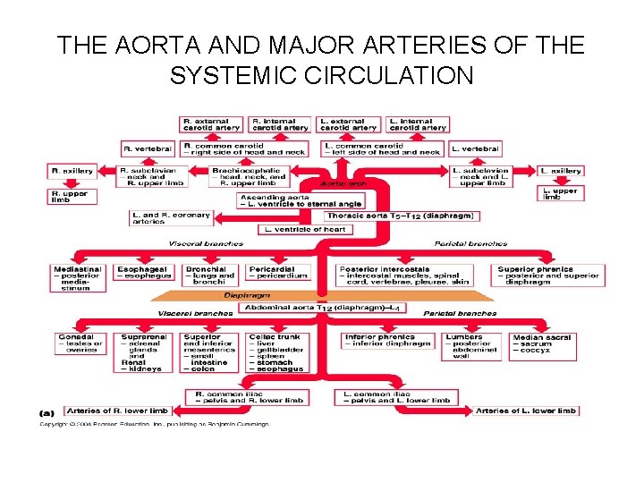 THE AORTA AND MAJOR ARTERIES OF THE SYSTEMIC CIRCULATION 