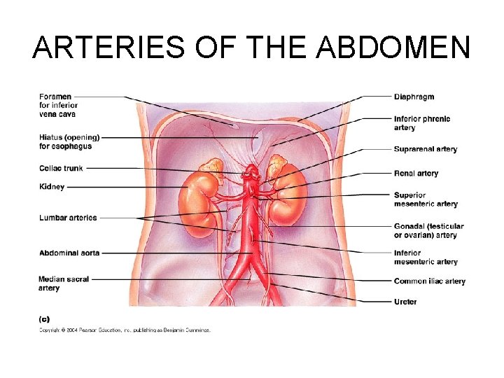 ARTERIES OF THE ABDOMEN 