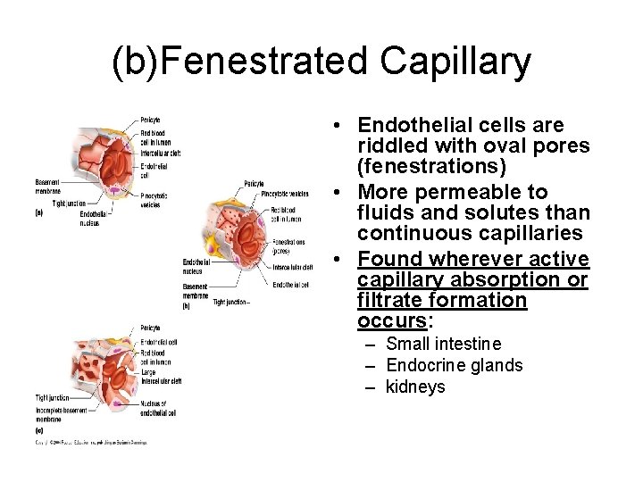 (b)Fenestrated Capillary • Endothelial cells are riddled with oval pores (fenestrations) • More permeable