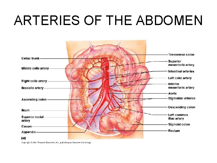 ARTERIES OF THE ABDOMEN 