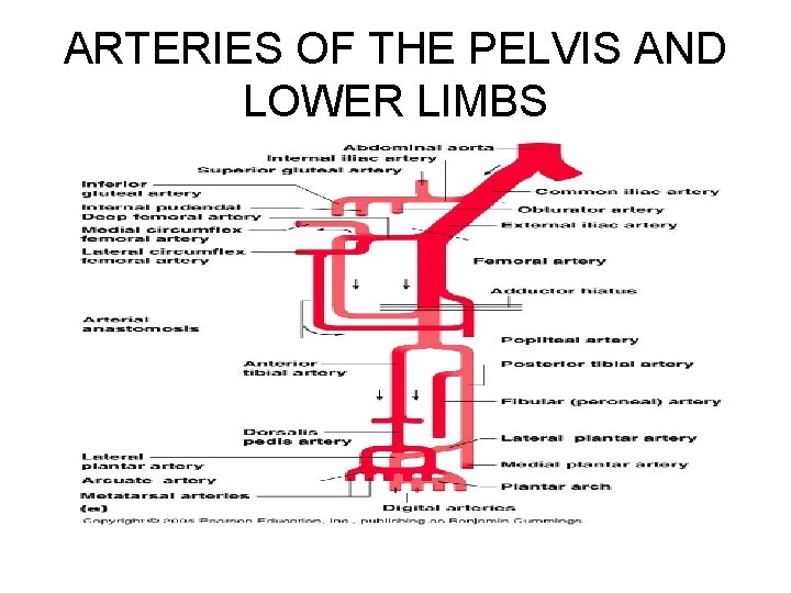 ARTERIES OF THE PELVIS AND LOWER LIMBS 