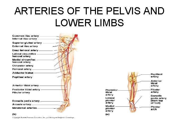 ARTERIES OF THE PELVIS AND LOWER LIMBS 