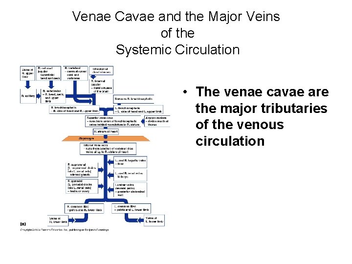 Venae Cavae and the Major Veins of the Systemic Circulation • The venae cavae