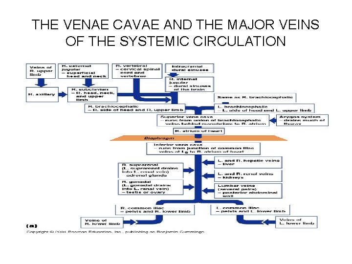 THE VENAE CAVAE AND THE MAJOR VEINS OF THE SYSTEMIC CIRCULATION 