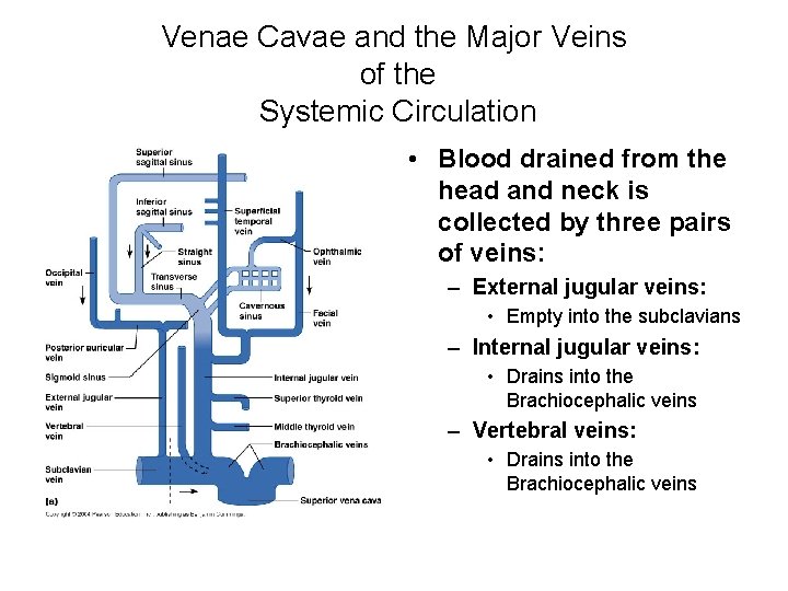 Venae Cavae and the Major Veins of the Systemic Circulation • Blood drained from