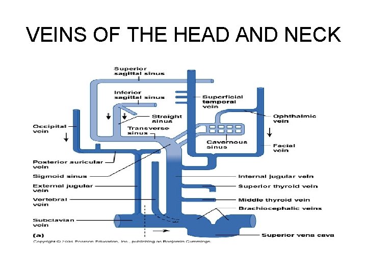 VEINS OF THE HEAD AND NECK 