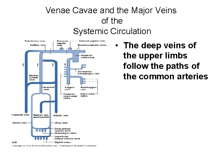 Venae Cavae and the Major Veins of the Systemic Circulation • The deep veins