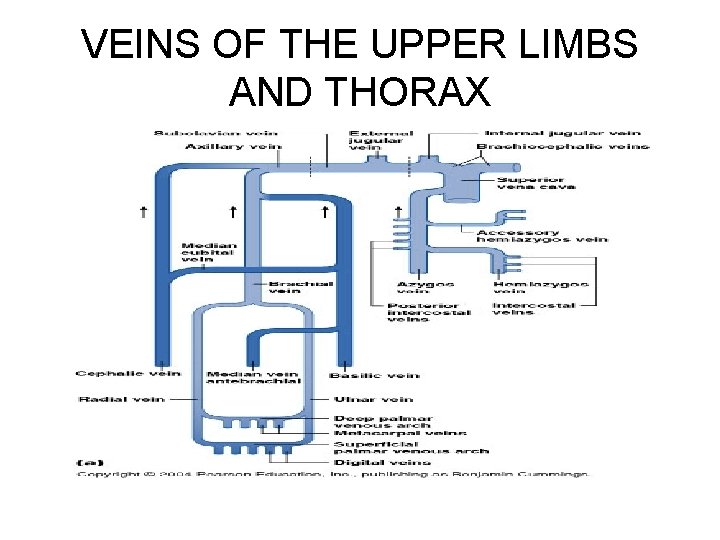 VEINS OF THE UPPER LIMBS AND THORAX 