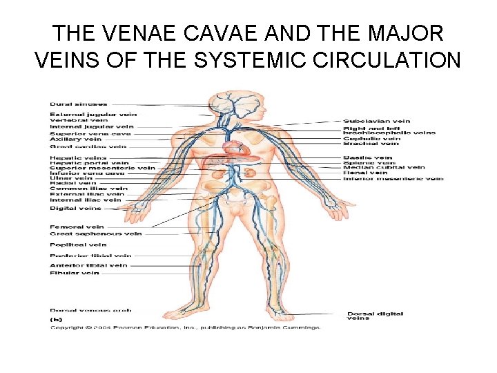 THE VENAE CAVAE AND THE MAJOR VEINS OF THE SYSTEMIC CIRCULATION 