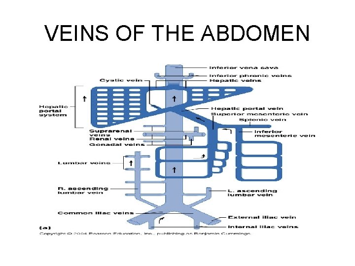 VEINS OF THE ABDOMEN 