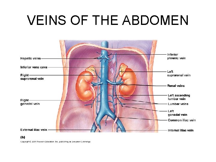 VEINS OF THE ABDOMEN 