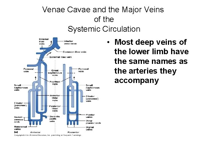 Venae Cavae and the Major Veins of the Systemic Circulation • Most deep veins