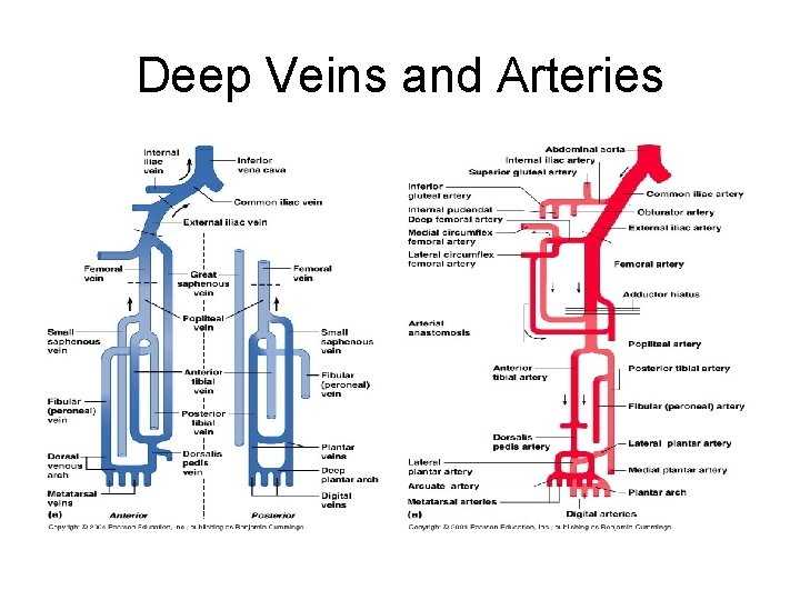 Deep Veins and Arteries 