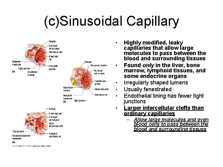 (c)Sinusoidal Capillary • • • Highly modified, leaky capillaries that allow large molecules to