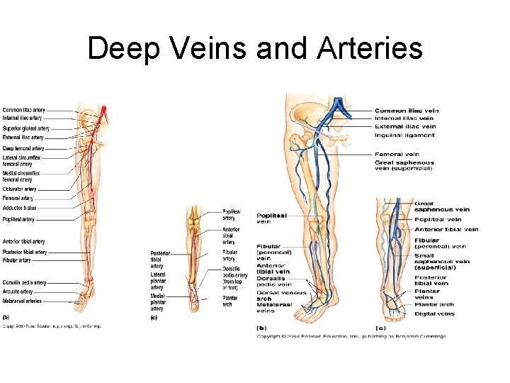 Deep Veins and Arteries 