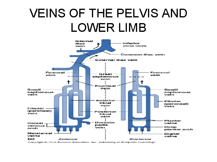 VEINS OF THE PELVIS AND LOWER LIMB 