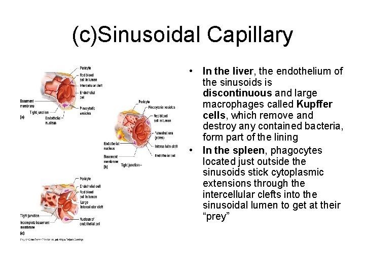 (c)Sinusoidal Capillary • In the liver, the endothelium of the sinusoids is discontinuous and