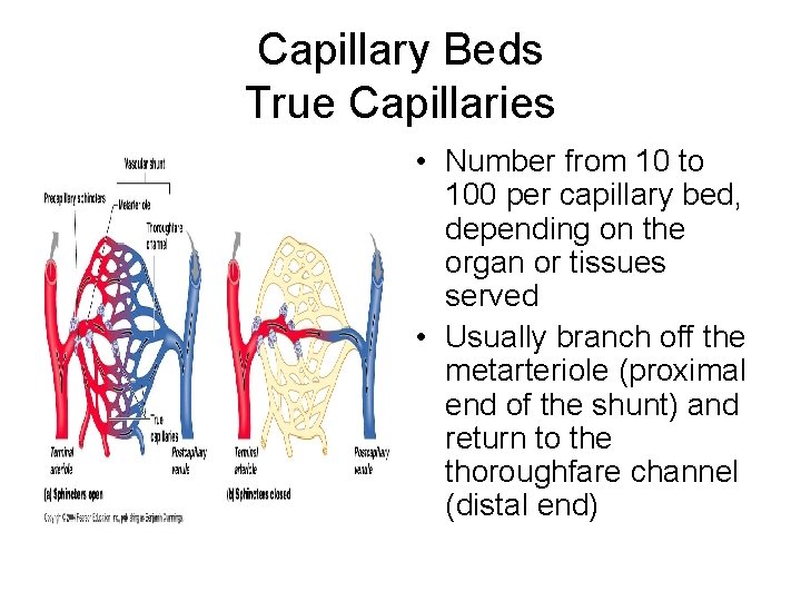 Capillary Beds True Capillaries • Number from 10 to 100 per capillary bed, depending