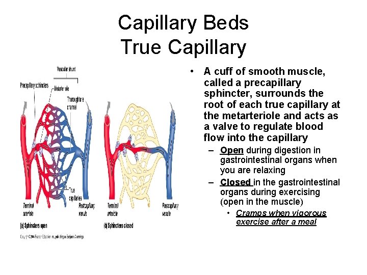 Capillary Beds True Capillary • A cuff of smooth muscle, called a precapillary sphincter,