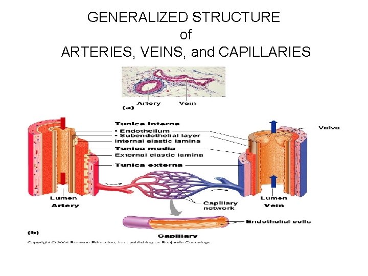 GENERALIZED STRUCTURE of ARTERIES, VEINS, and CAPILLARIES 