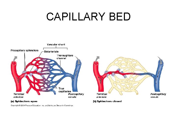 CAPILLARY BED 