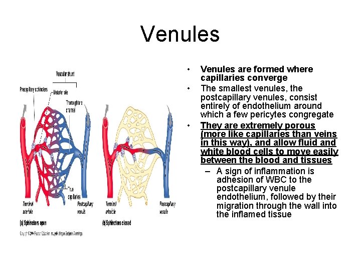 Venules • • • Venules are formed where capillaries converge The smallest venules, the