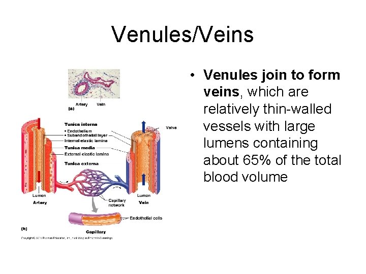 Venules/Veins • Venules join to form veins, which are relatively thin-walled vessels with large