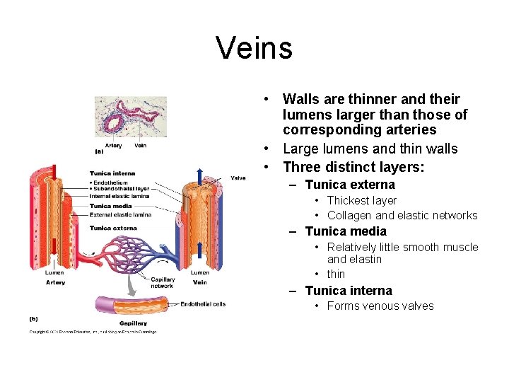 Veins • Walls are thinner and their lumens larger than those of corresponding arteries
