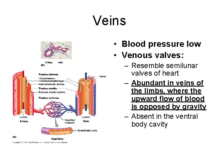 Veins • Blood pressure low • Venous valves: – Resemble semilunar valves of heart