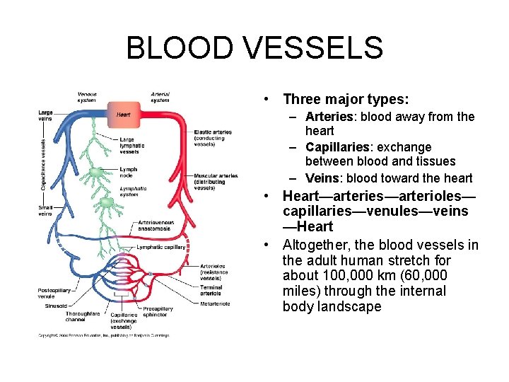 BLOOD VESSELS • Three major types: – Arteries: blood away from the heart –