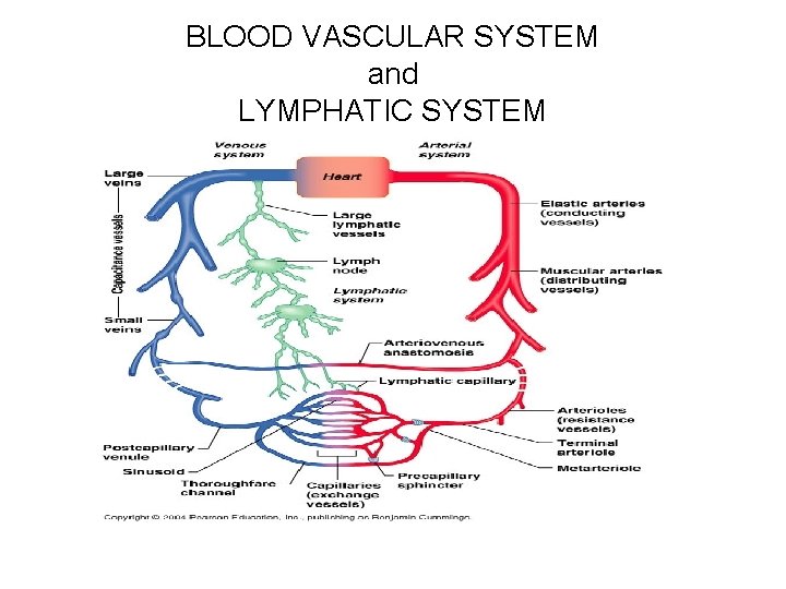 BLOOD VASCULAR SYSTEM and LYMPHATIC SYSTEM 