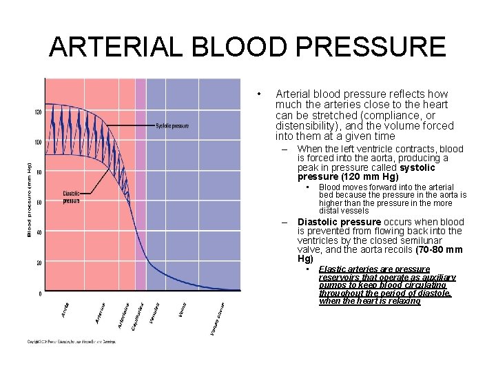 ARTERIAL BLOOD PRESSURE • Arterial blood pressure reflects how much the arteries close to