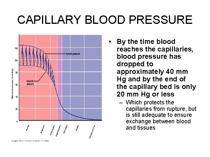 CAPILLARY BLOOD PRESSURE • By the time blood reaches the capillaries, blood pressure has