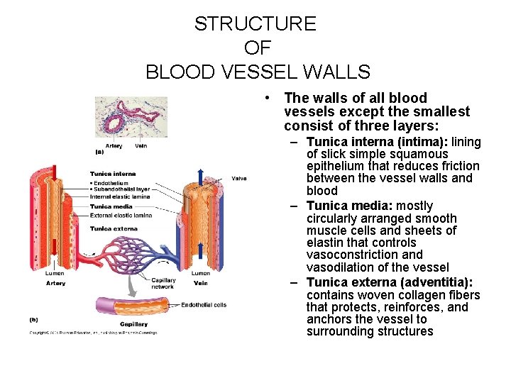STRUCTURE OF BLOOD VESSEL WALLS • The walls of all blood vessels except the
