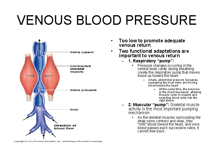 VENOUS BLOOD PRESSURE • • Too low to promote adequate venous return Two functional