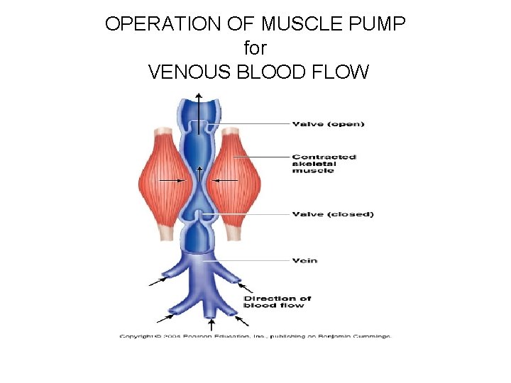 OPERATION OF MUSCLE PUMP for VENOUS BLOOD FLOW 